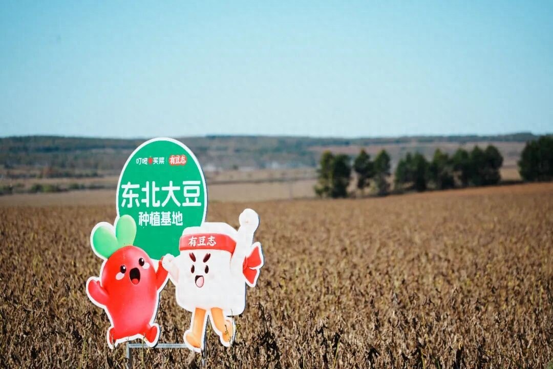 叮咚买菜为什么跑到东北“种”豆子